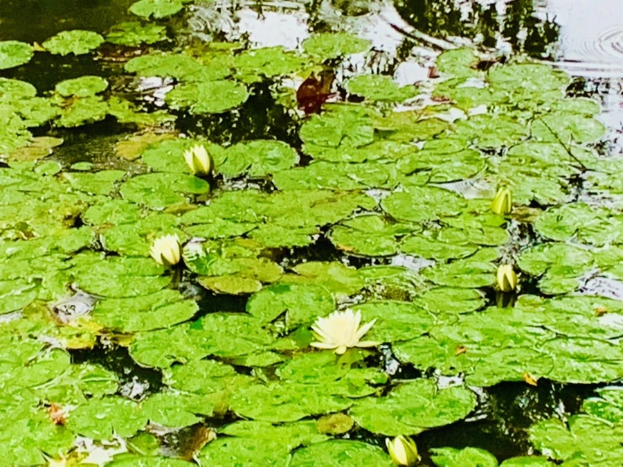 IMG_8312.jpg?type=w966