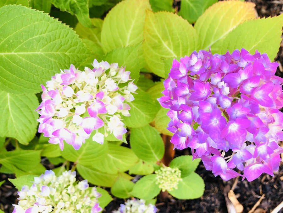 IMG_8746.jpg?type=w966