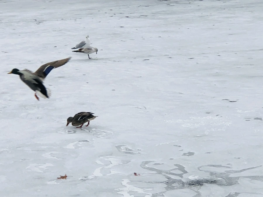 IMG_6305.jpg?type=w966