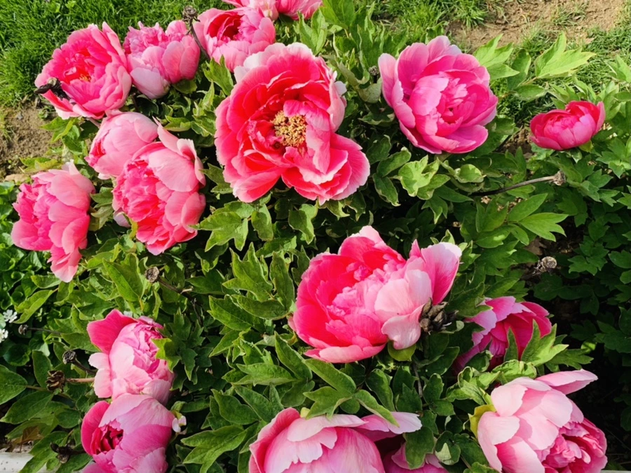 IMG_6753.jpg?type=w966