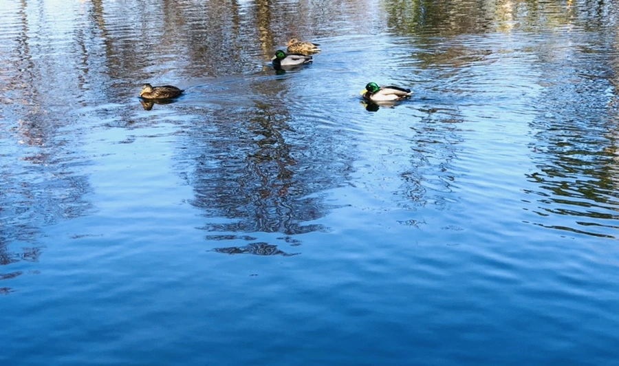 IMG_9755.jpg?type=w966