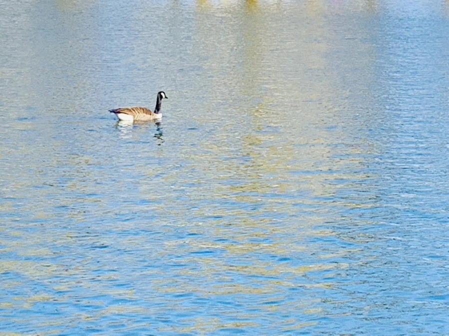 IMG_9898.jpg?type=w966