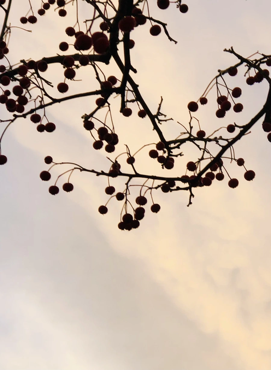 IMG_8225.jpg?type=w966