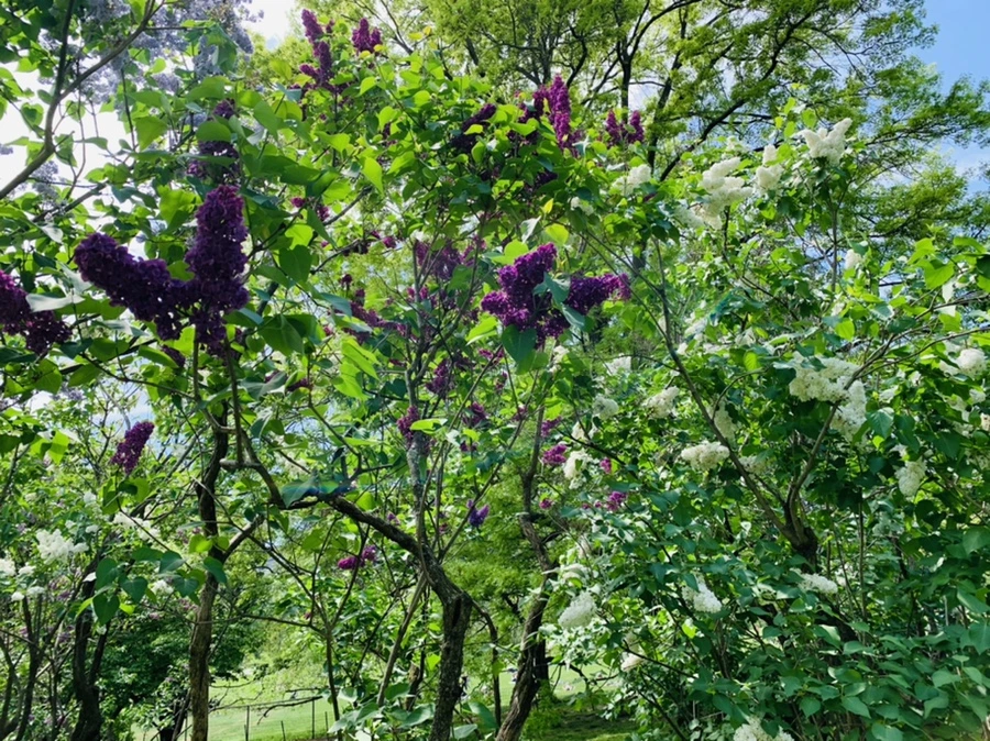 IMG_8802.jpg?type=w966