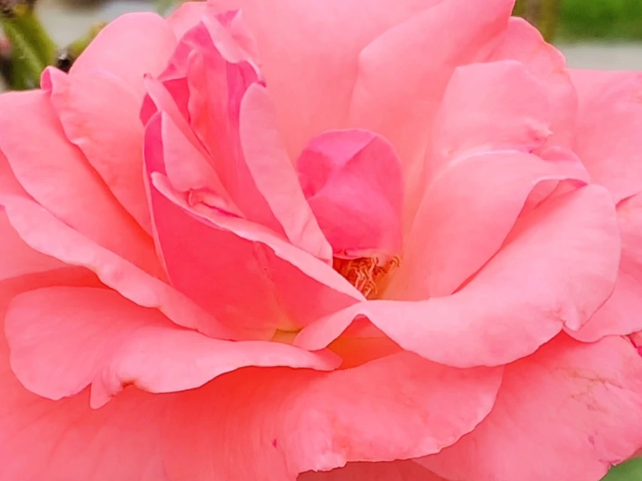 IMG_6042.jpg?type=w966