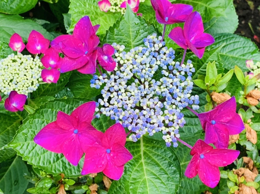 IMG_7198.jpg?type=w966