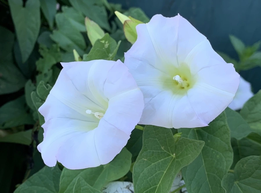 IMG_6227.jpg?type=w966