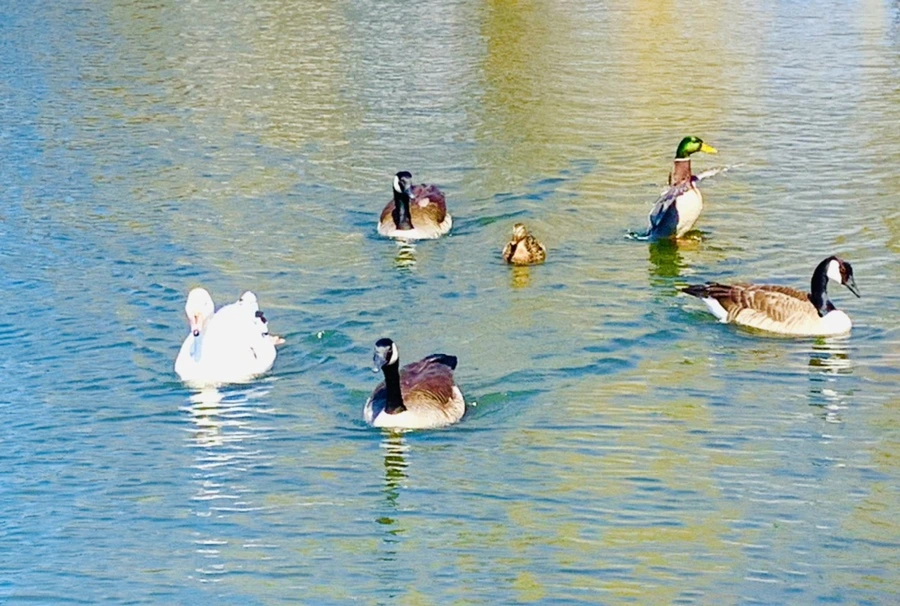 IMG_9811.jpg?type=w966