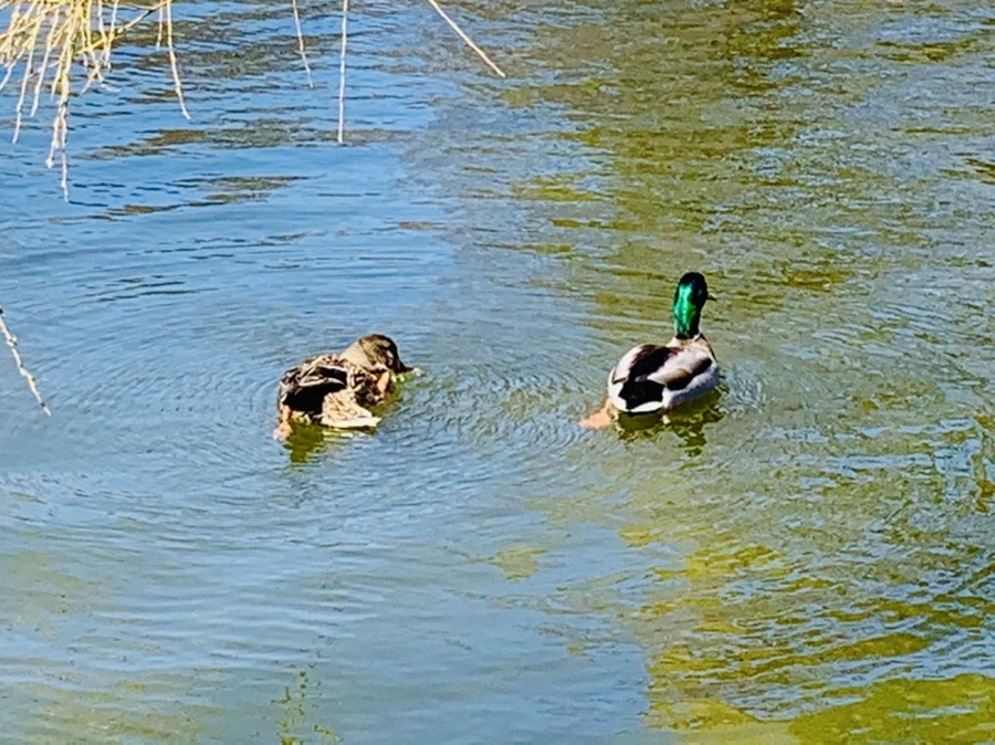 IMG_3105.jpg?type=w966