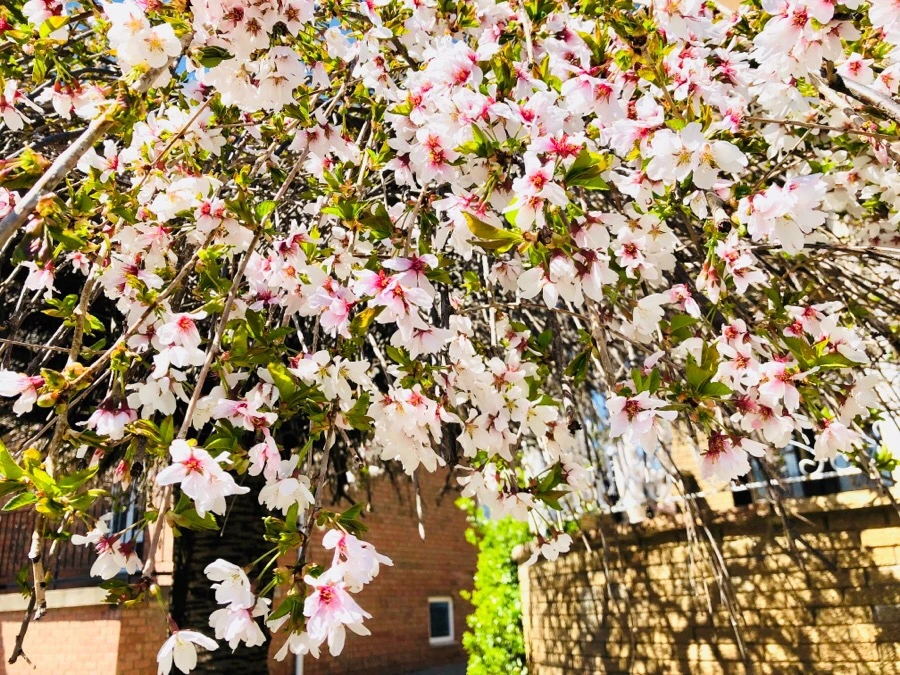 IMG_4434.jpg?type=w966