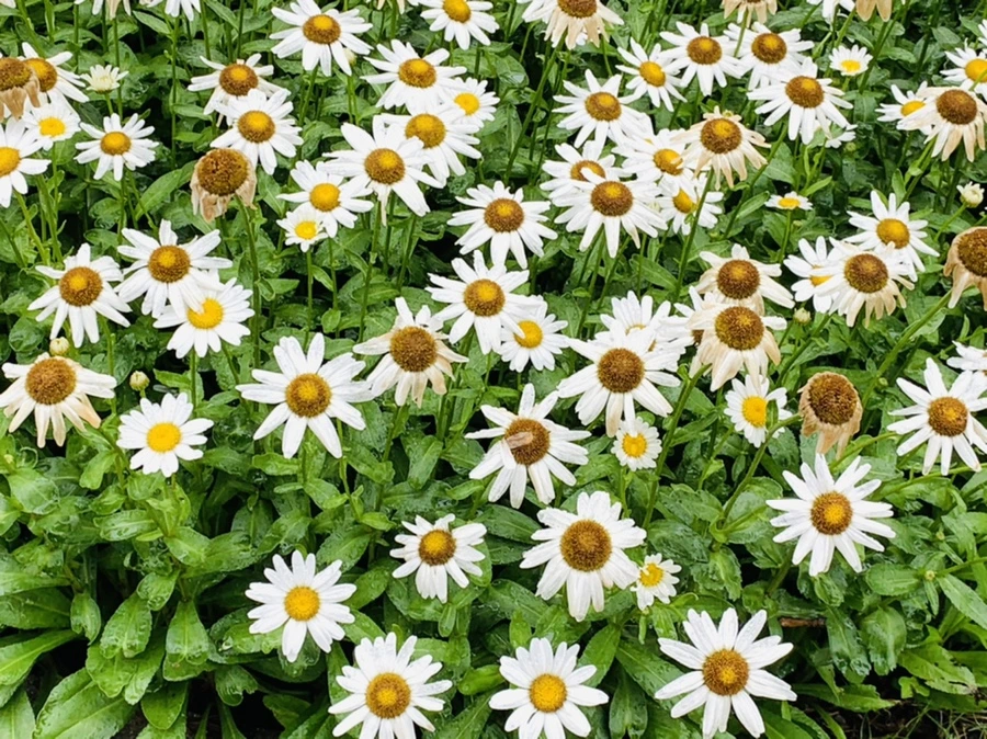 IMG_0166.jpg?type=w966