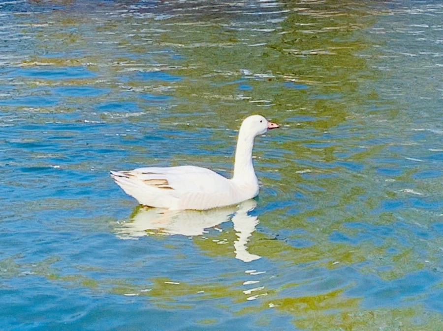 IMG_9944.jpg?type=w966