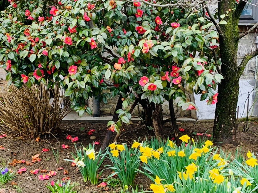 IMG_5356.jpg?type=w966