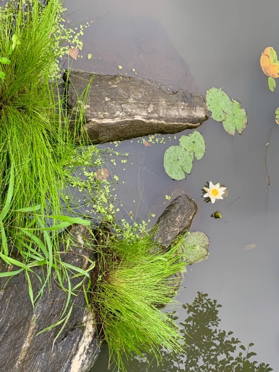 IMG_4850.jpg?type=w966