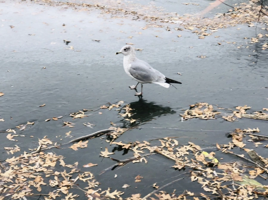 IMG_8698.jpg?type=w966