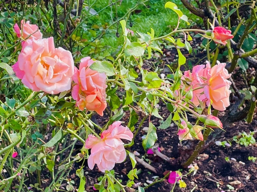 IMG_0995.jpg?type=w966