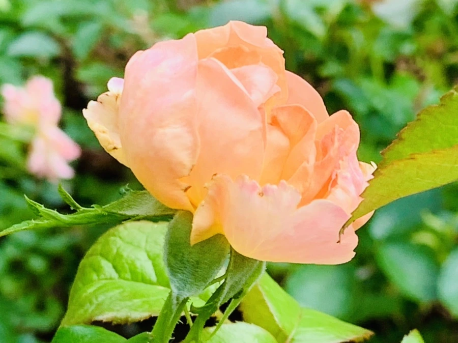 IMG_0539.jpg?type=w966