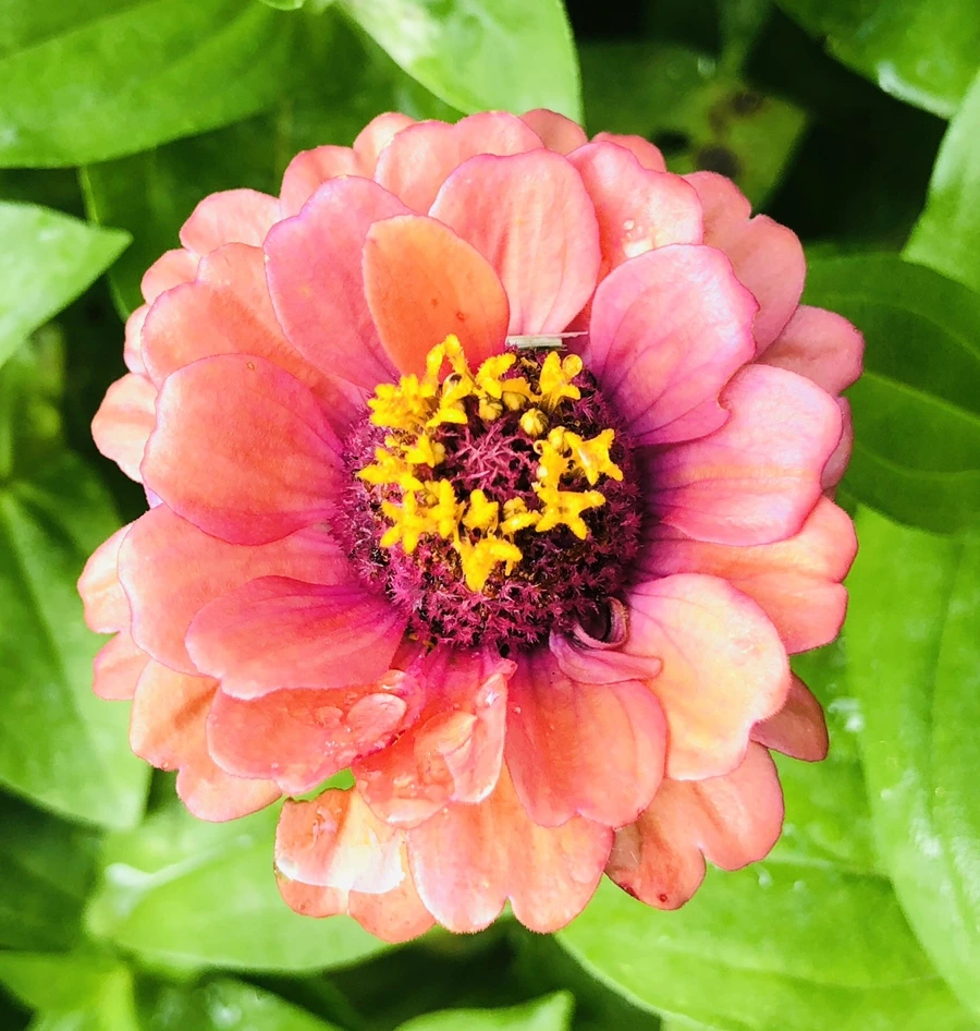 IMG_1838.jpg?type=w966