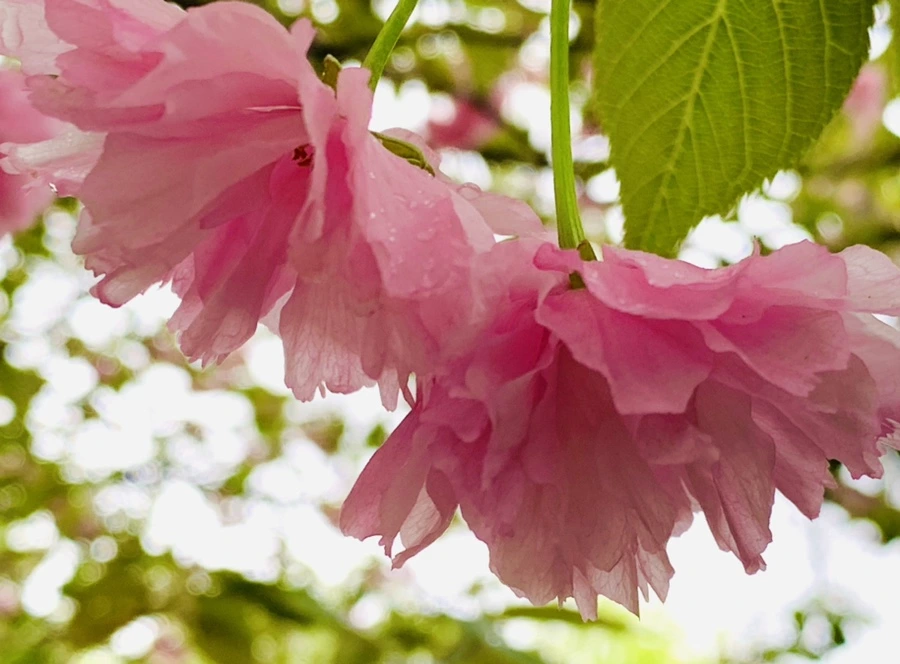 IMG_9773.jpg?type=w966