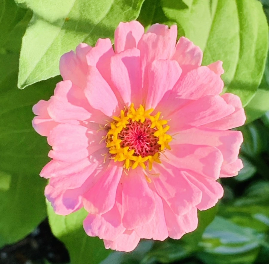 IMG_8722.jpg?type=w966