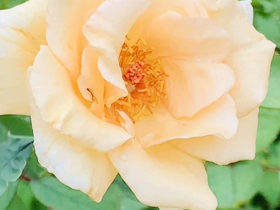 IMG_6925.jpg?type=w966