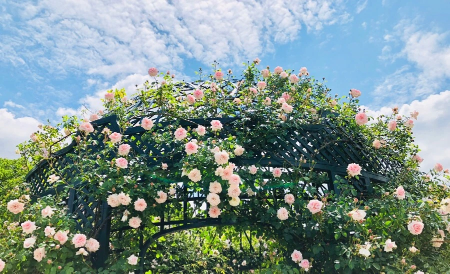 IMG_7185.jpg?type=w966