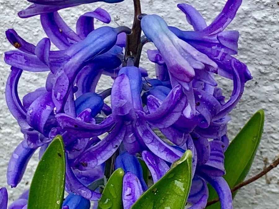 IMG_3756.jpg?type=w966