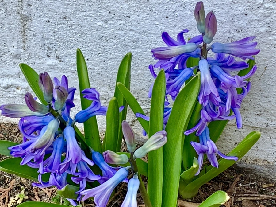 IMG_3279.jpg?type=w966