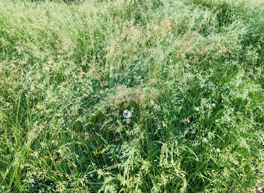 IMG_8231.jpg?type=w966