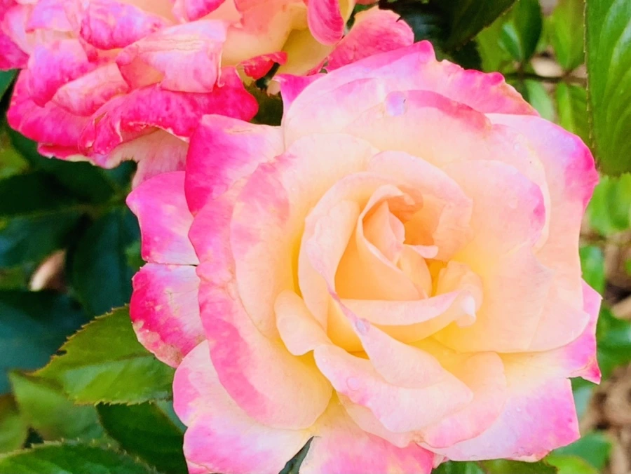 IMG_0511.jpg?type=w966