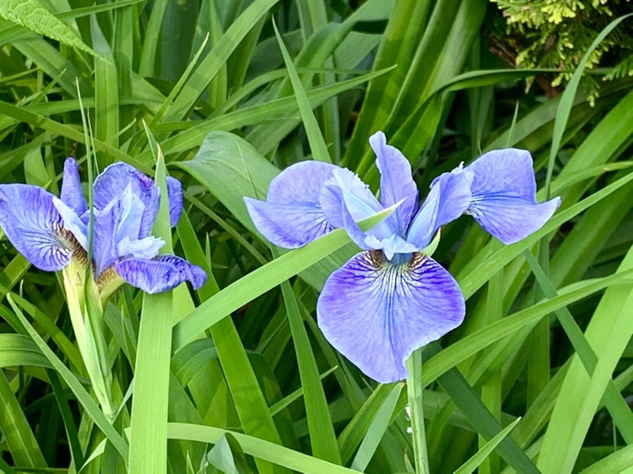 IMG_4495.jpg?type=w966