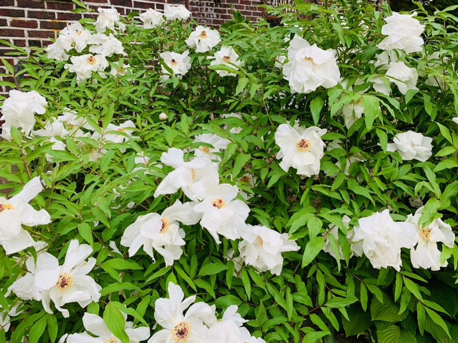 IMG_8966.jpg?type=w966