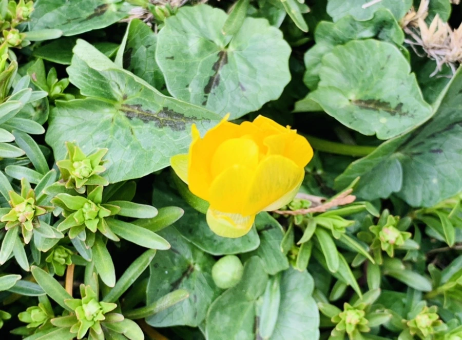 IMG_3500.jpg?type=w966