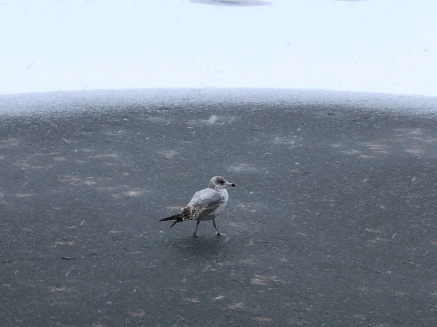 IMG_5961.jpg?type=w966