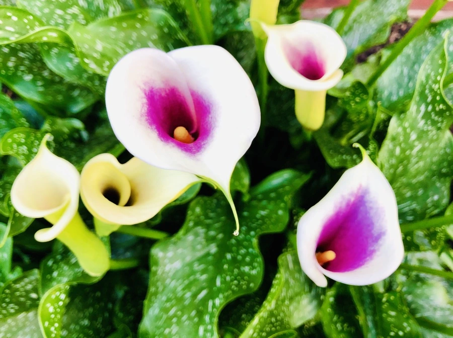 IMG_0414.jpg?type=w966