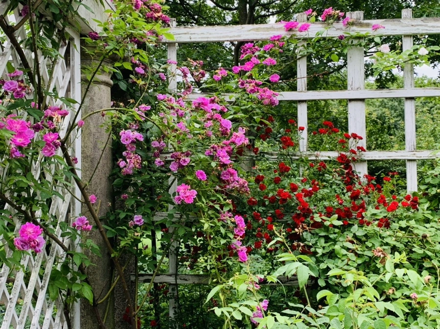 IMG_2759.jpg?type=w966