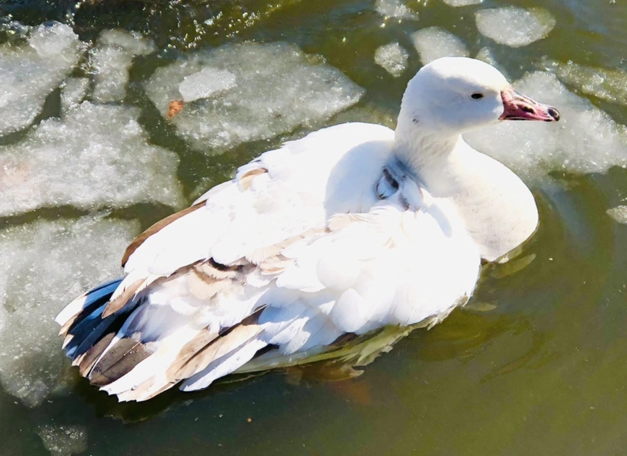 IMG_5310.jpg?type=w966