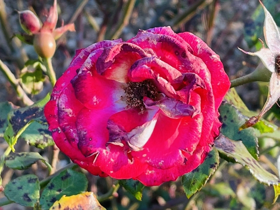 IMG_6005.jpg?type=w966