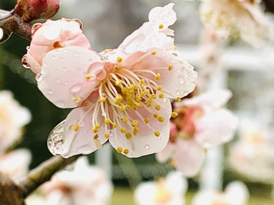 IMG_1929.jpg?type=w966