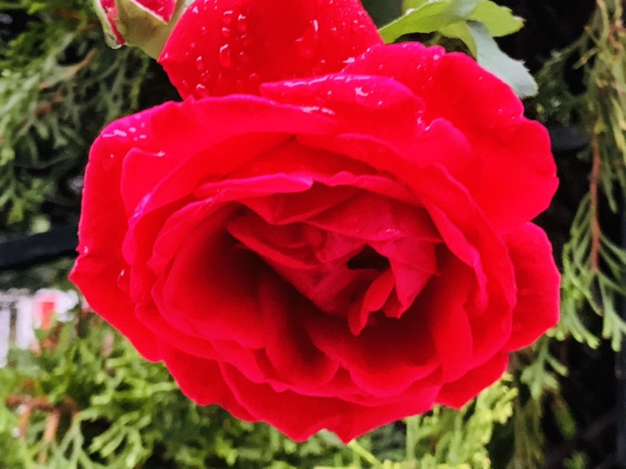 IMG_3630.jpg?type=w966