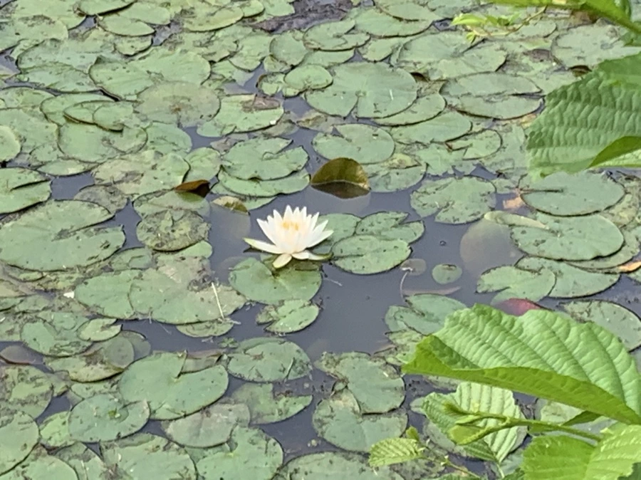 IMG_8622.jpg?type=w966