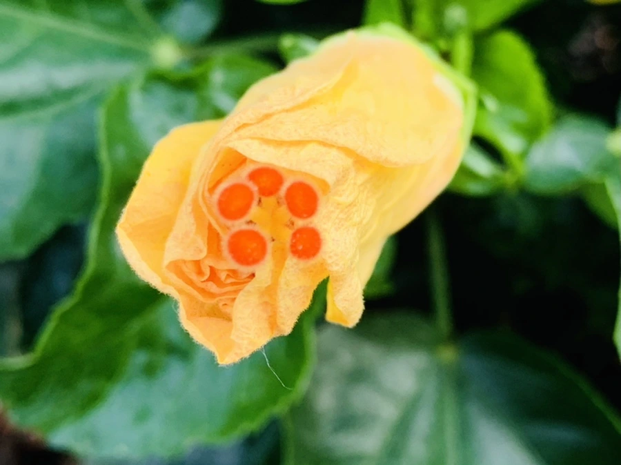 IMG_8211.jpg?type=w966