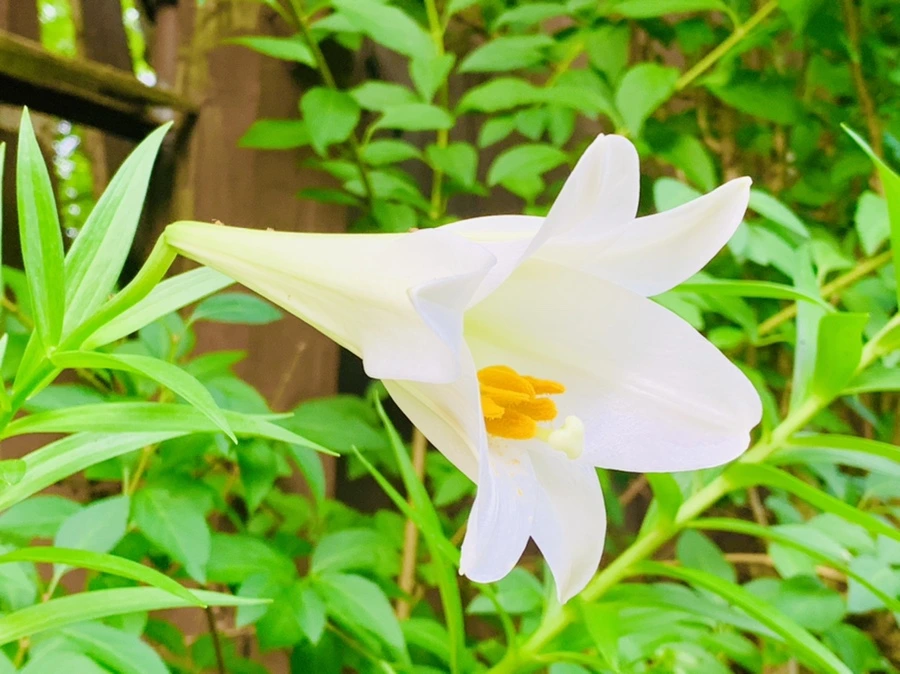 IMG_1005.jpg?type=w966