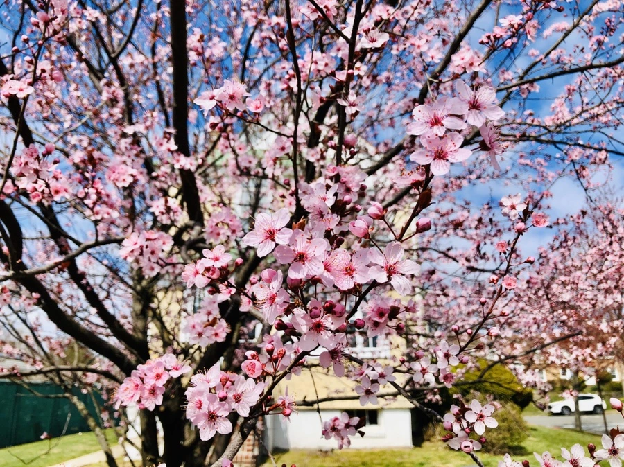 IMG_6595.jpg?type=w966