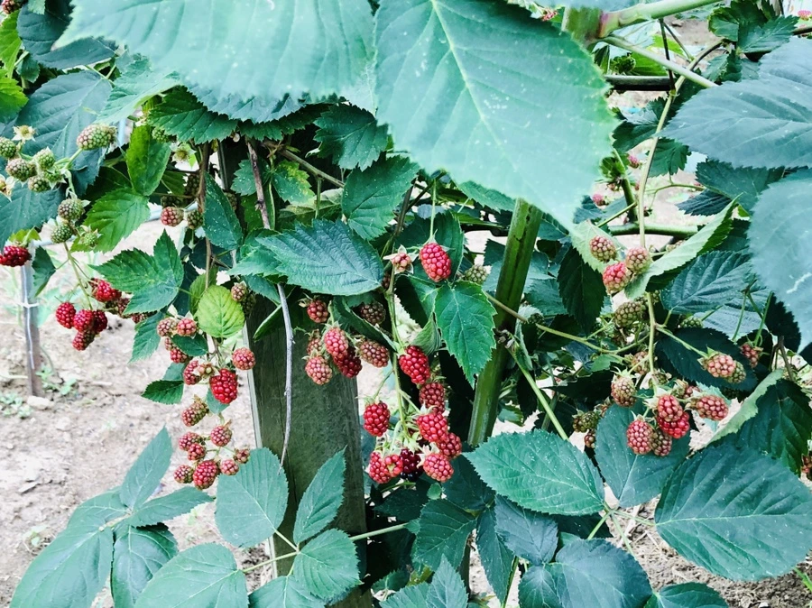 IMG_1680.jpg?type=w966