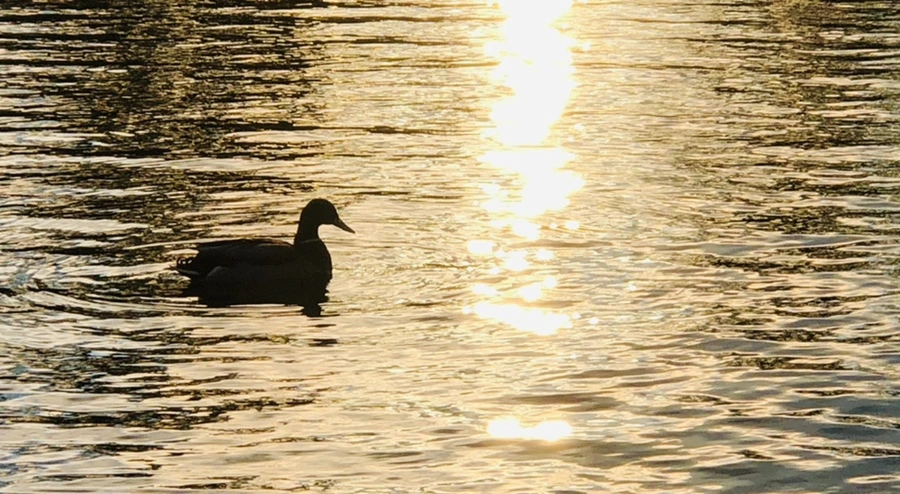 IMG_4425.jpg?type=w966