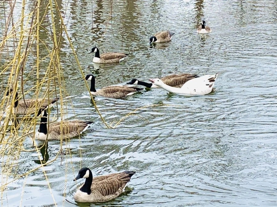 IMG_1624.jpg?type=w966