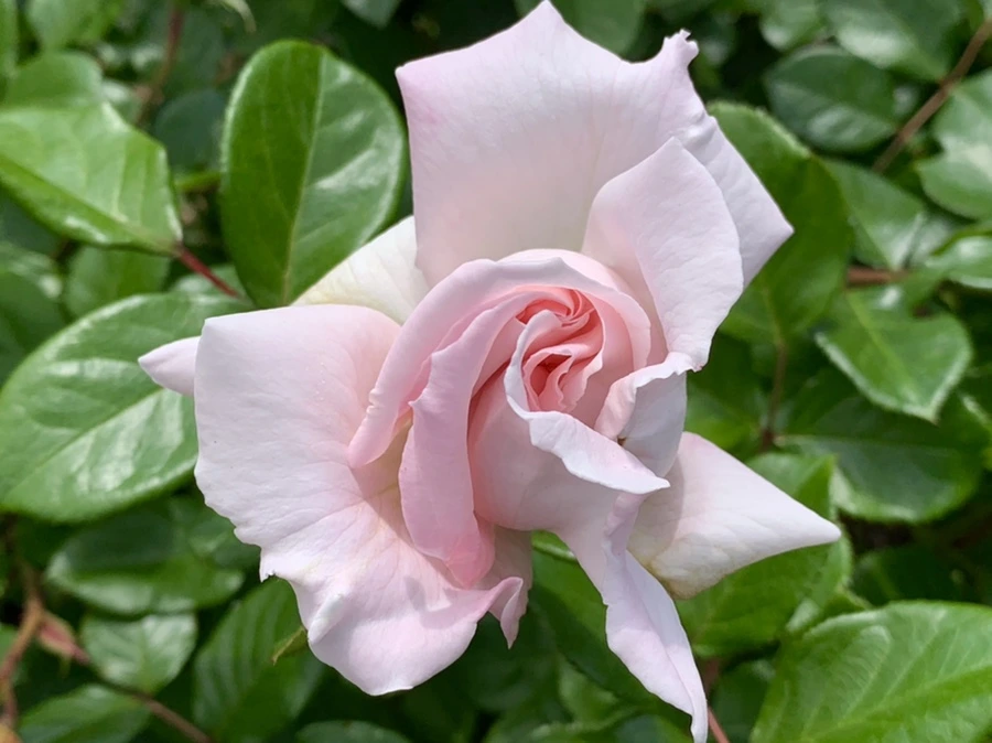 IMG_5729.jpg?type=w966