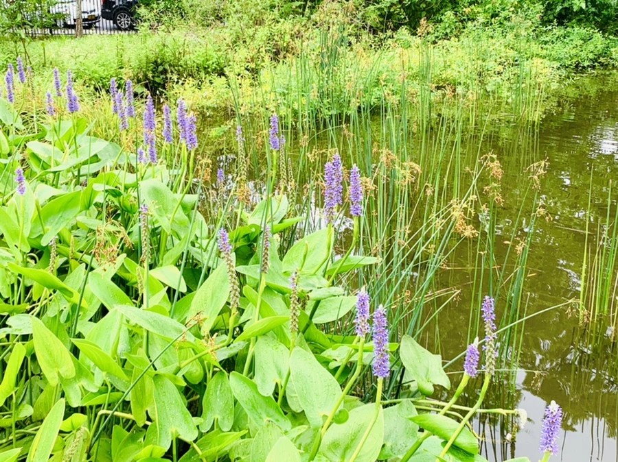 IMG_1064.jpg?type=w966