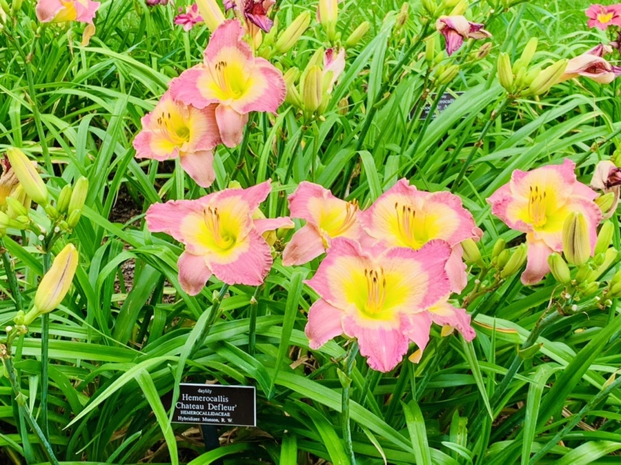 IMG_2604.jpg?type=w966